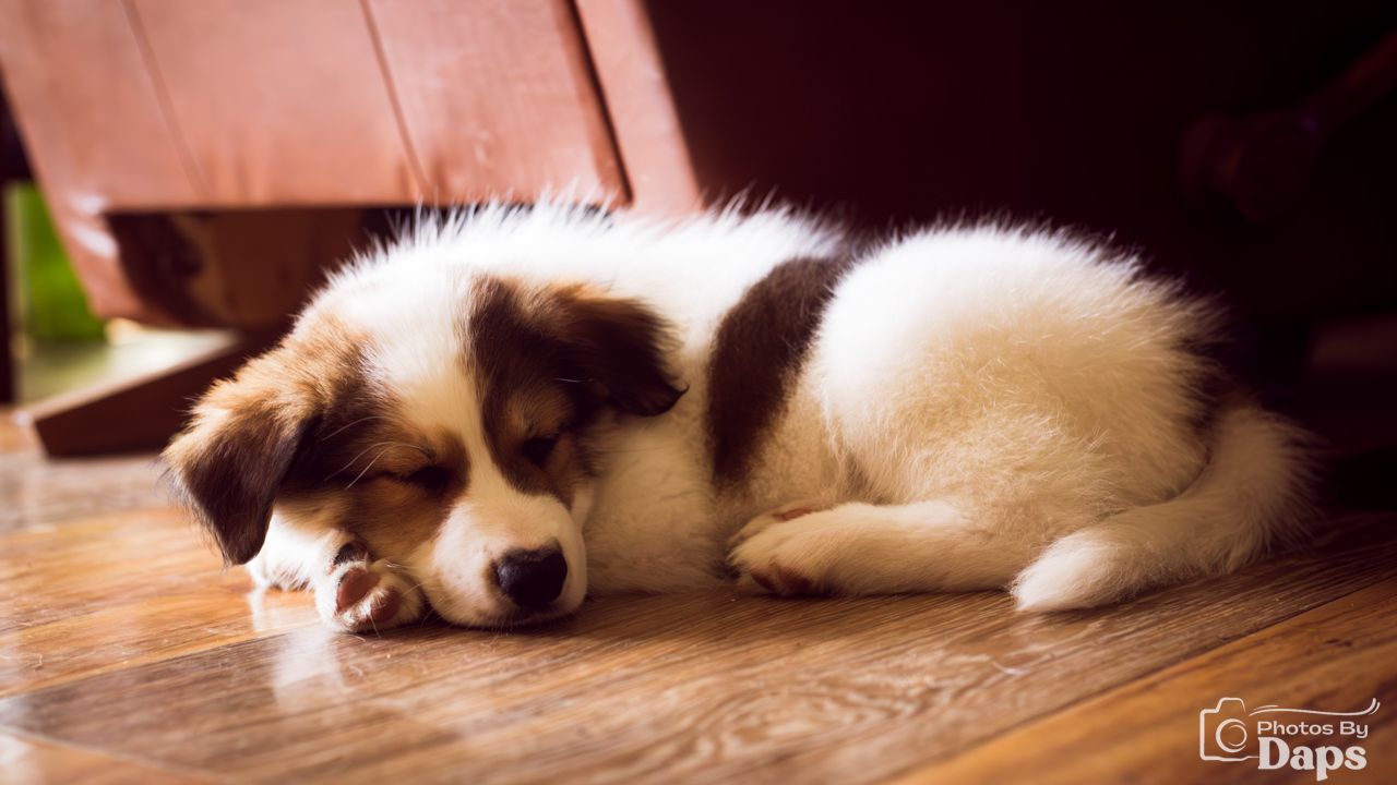 Photos of Four-Legged Furry Friends